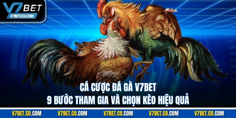 Cá Cược Đá Gà V7bet – 9 Bước Tham Gia Và Chọn Kèo Hiệu Quả