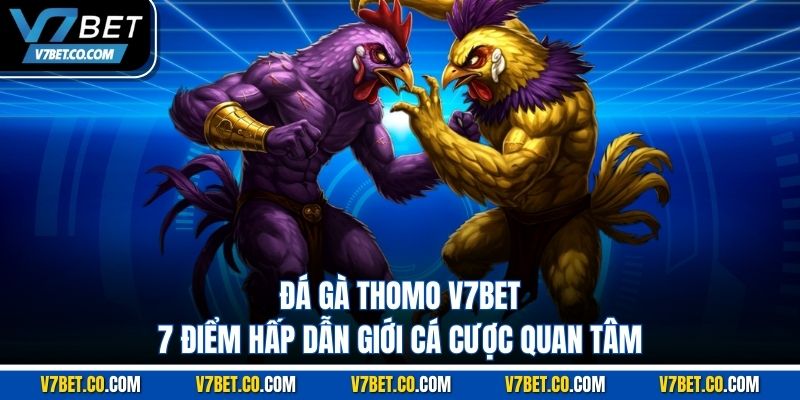 Đá Gà Thomo V7bet – 7 Điểm Hấp Dẫn Giới Cá Cược Quan Tâm