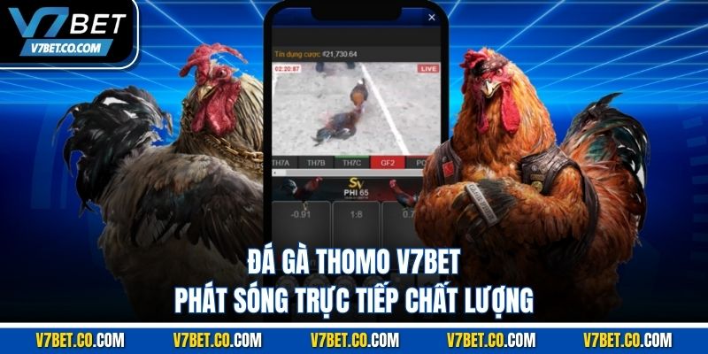 Đá Gà Thomo v7bet phát sóng trực tiếp chất lượng
