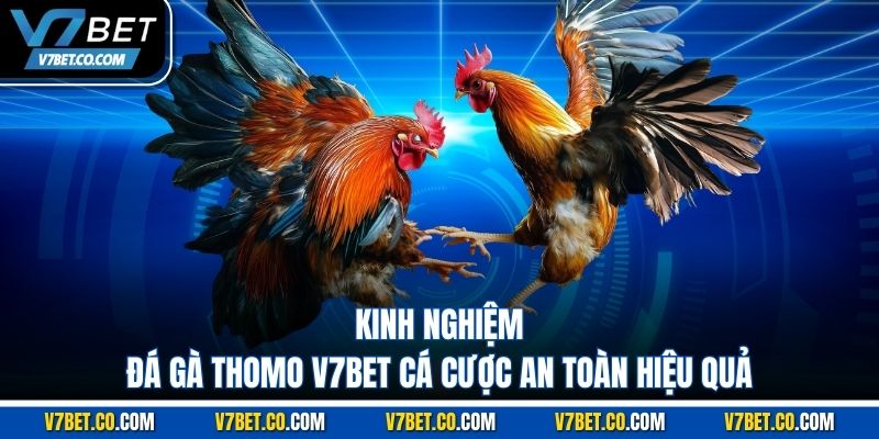 Kinh nghiệm Đá Gà Thomo v7bet cá cược an toàn hiệu quả
