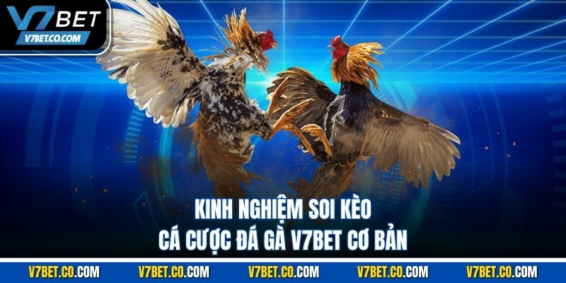 Kinh nghiệm soi kèo cá cược đá gà v7bet cơ bản