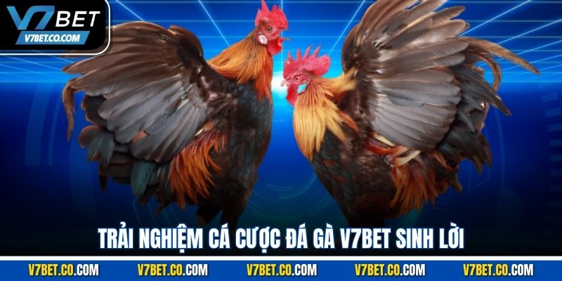 Trải nghiệm cá cược đá gà v7bet sinh lời