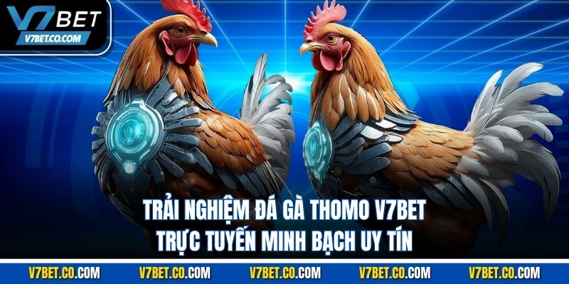 Trải nghiệm Đá Gà Thomo v7bet trực tuyến minh bạch uy tín